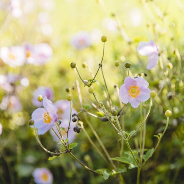 wiesenblueten 600x600 1