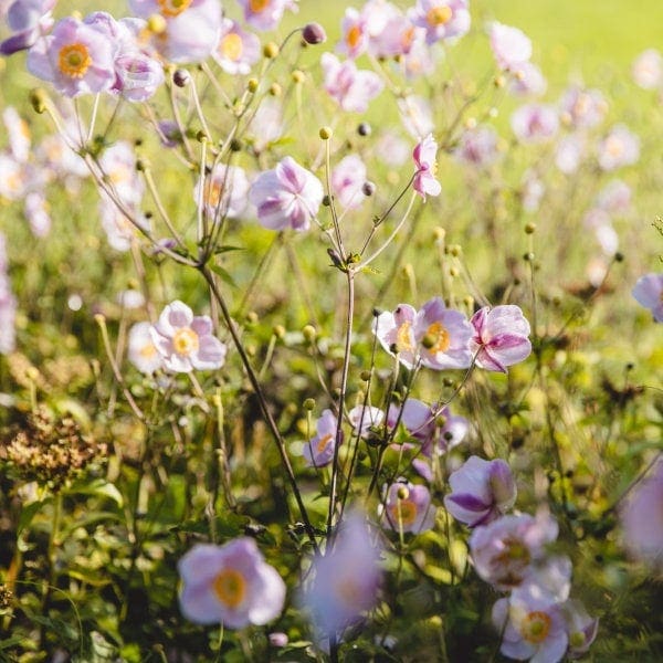 wiesenblumen 600x600 1 1